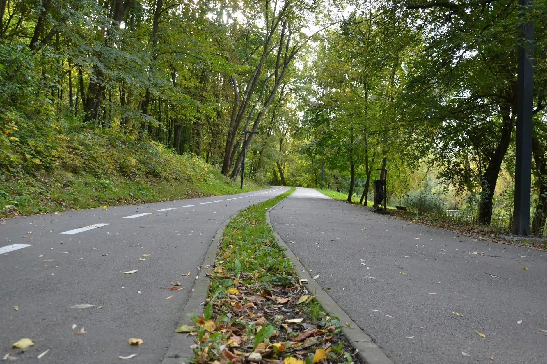 Ivan Petrov Due sentieri che attraversano un tranquillo paesaggio boschivo all'inizio dell'autunno, con un fogliame verde e rigoglioso.