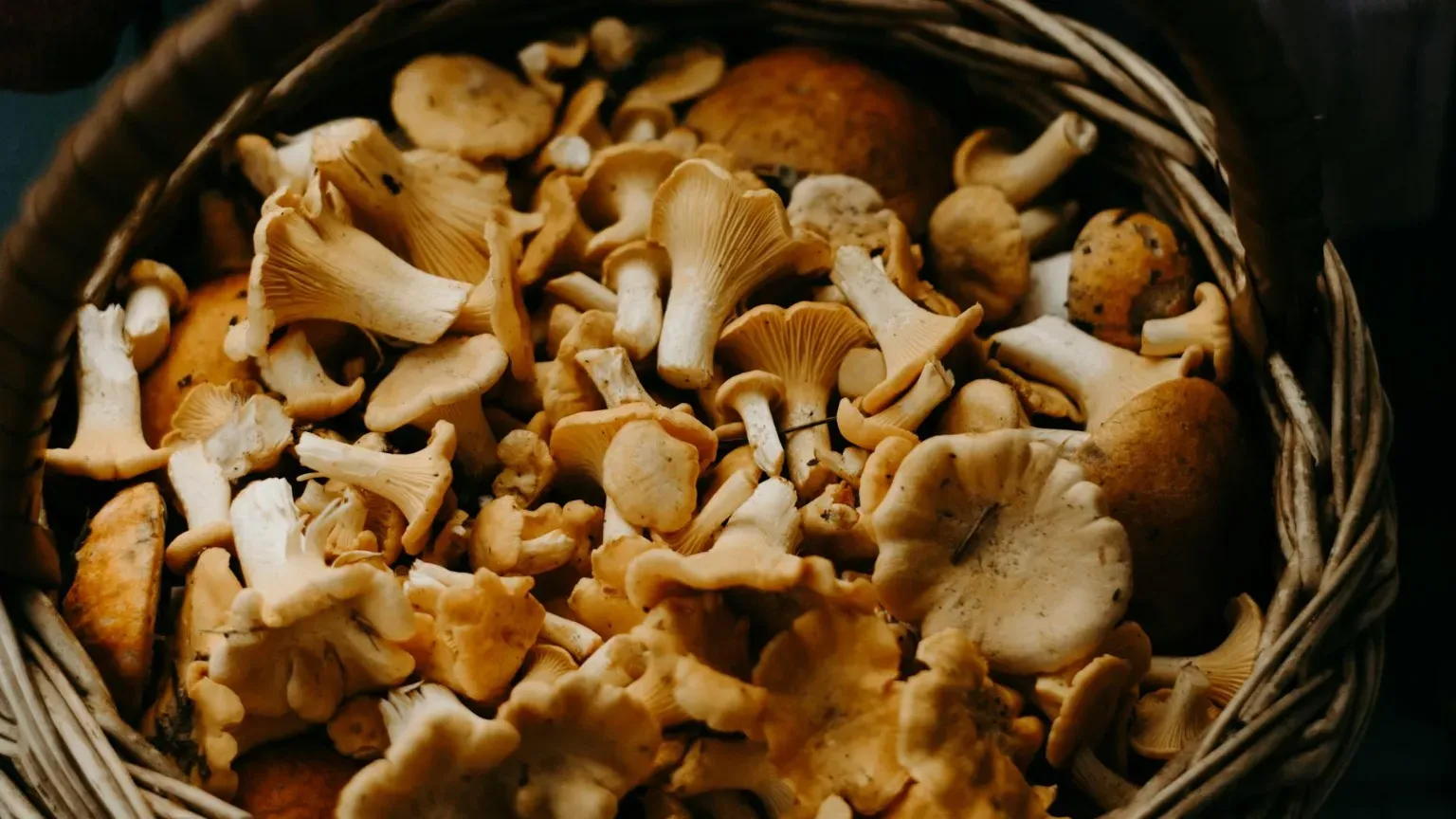 Permesso per la raccolta di funghi