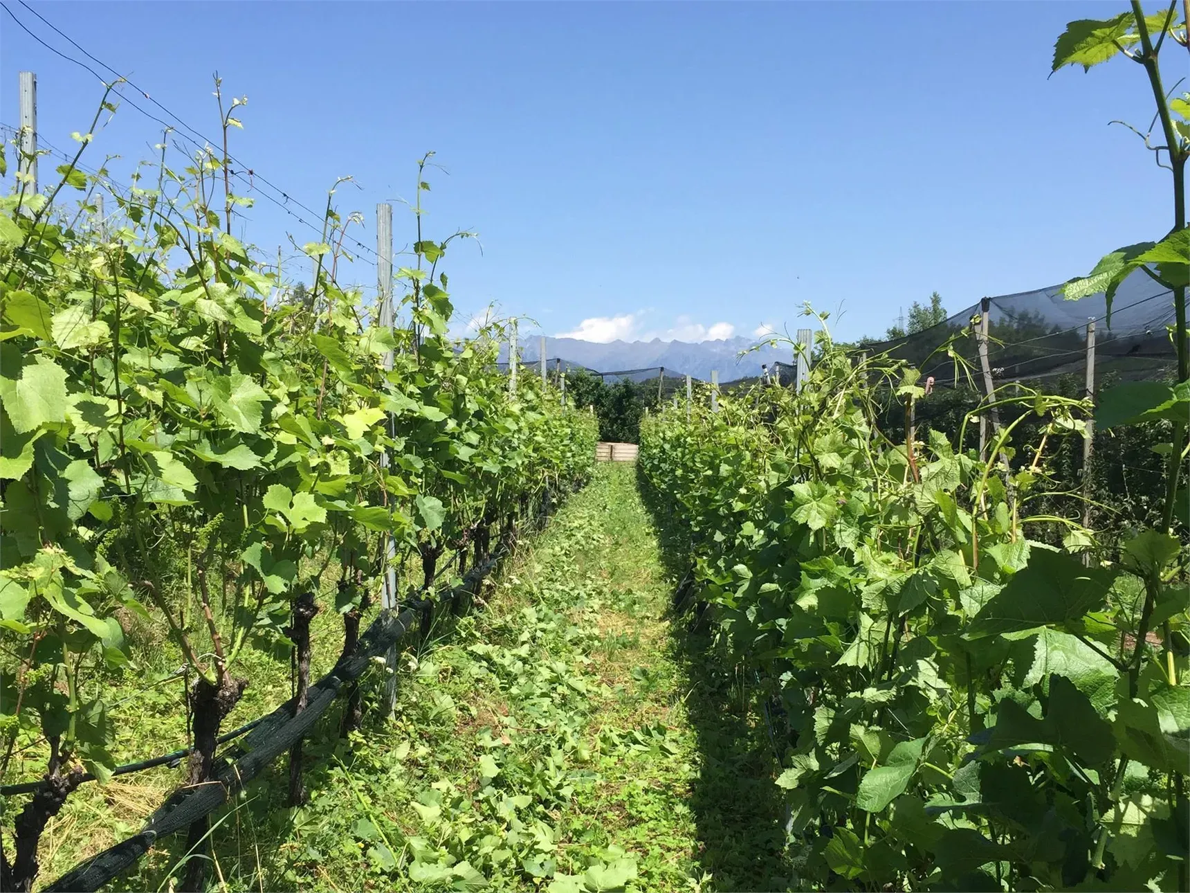 Visita guidata alla tenuta vinicola Großkemat Visita guidata alla tenuta vinicola Großkemat